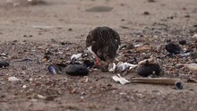 A Ruddy Turnstone (Arenaria Interpres) Foraging On A Mussel