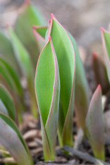 Wall Mural - Tulips emerge from the ground in early spring