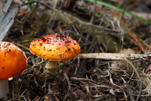 Close-up Of Orange Mushroom In Forest Undergrowth Full Of Dry Sticks.
