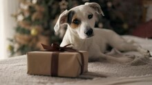 White Dog Laying With Gift Box Near Christmas Tree