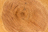 Fototapeta  - tło drewniane naturalne ze ściętego pnia drzewa