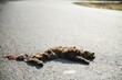 cat body corpse on road killed by traffic accident