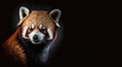 portrait of a red panda bear, photo studio set up with key light, isolated with black background and copy space - generative ai