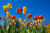 Fototapeta Tulipany - Colorful tulips in a park flowerbed against a blue sky.