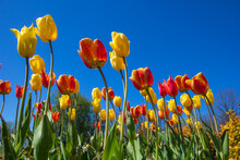 Colorful Tulips In A Park Flowerbed Against A Blue Sky.