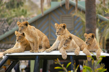 A Small Group Of Lion Cubs Await Their Parents From Hunting As The Gaze In The Distance To Watch Their Pride Hunt.