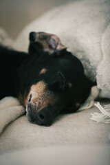 Wall Mural - Senior black and tan Dachshund sleeping on a tan couch