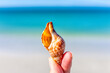 Banded tulip seashell shell found in Barefoot beach at Bonita Springs of Southwest Florida near Naples macro closeup with turquoise water in background