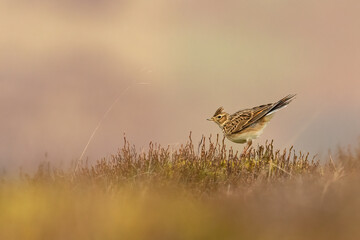 Wall Mural - Eurasian skylark (Alauda arvensis), Brecon Beacons, Wales