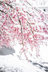 Wall Mural - snow covered weeping sakura tree with cherry blossoms frozen on branch with beautiful pink petal flo