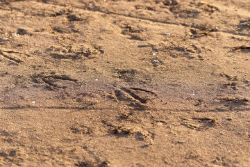 Wall Mural - Brown sand ground texture in high resolution.