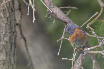 Wall Mural - Close up shot of a Western bluebird perched in a Gambel oak tree intently watching the activity around it in early morning summer light.