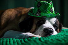 Saint Bernard Dog With Hat Saint Patrick's Day