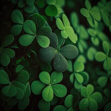 Patch Of Green Four Leaf Clovers Plants - Generative Ai