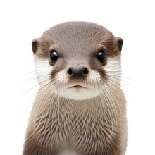 Otter Isolated On Transparent Background. Generative Ai