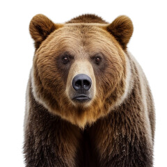 bear face shot isolated on transparent background cutout. generative ai