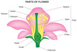 Diagram of the reproductive system of a flower