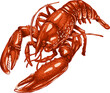 Lobster drawing png on white background.Shrimp art highly detailed in line art style.