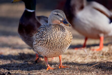 Female Mallard Duck Resting In The Shade