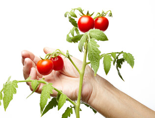 Men's hands harvesting fresh organic tomatoes in home garden, isolated on white background. Farmer picking tomatoes