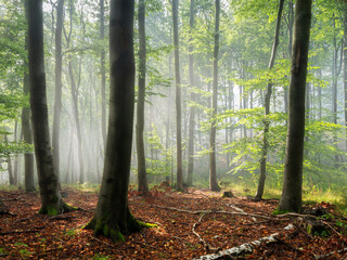 Wall Mural - Natural Sunny Forest of Beech Trees with Morning Fog