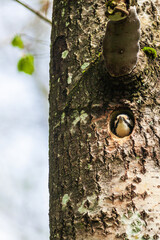 Sticker - Great spotted woodpecker looking out from a nest hole in a tree