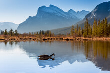Canada Goose Floats On Tranquil Vermillion Lake