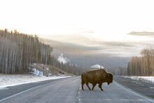 Buffalo On The Alaska Highway