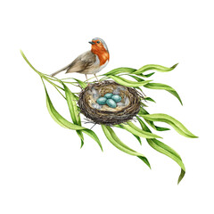 Robin bird on the nest with eggs. Watercolor illustration. Garden small songbird siting on the nest in the tree branch. Nature scene image. Realistic natural decor with robin bird, green leaves, nest.