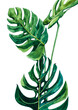 Green Monstera leaves on a white background. Monstera painted in watercolor. Wall art.