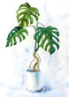 Monstera painted in watercolor. Green large leaves. Tropical indoor plants. Monstera in a pot. Wall art.