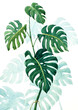 Green tropical leaves. Monstera painted in watercolor. Wall art.