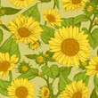 Beautiful seamless pattern with hand drawn lush Sunflowers flowers on a light green background. Vector illustration of Helianthus flower. Floral wildflowers elements for textile design