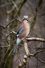 Wall Mural - Eurasian jay, Garrulus glandarius, they are the most colourful members of the crow family. seen here perched in a tree