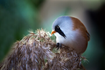 Poster - A close up of a male bearded reeding, Panurus biarmicus, it is more commonly referred to as a bearded tit
