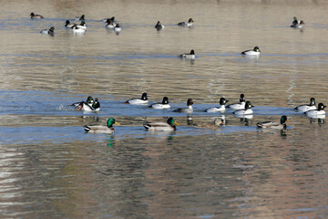 Sticker - Flock of common goldeneye (Bucephala clangula) and greater scaup (Aythya marila) on the river