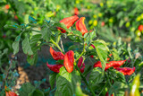 Fototapeta Sawanna - Field of hot chili pepper