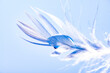 feather with rain drops - beautiful macro photograph