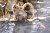Fototapeta Dziecięca - Snow monkey in Jigokudani monkey park