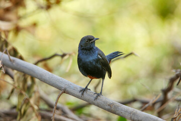 Indian robin male on tree branch , Copsychus fulicatus, Satara, Maharashtra