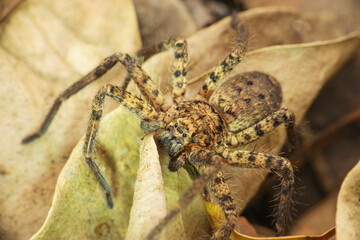 Giant huntsman spider, Sparassidae, Satara, Maharashtra