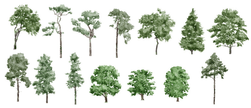 vector illustration of an architectural tree for landscape design in a watercolor style