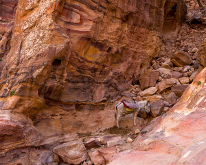 petra tour