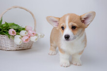 Welsh Corgi Puppy With A Bouquet Of Spring Flowers Isolated On A White Background, Cute Pets