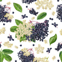 Watercolor Illustration Seamless Pattern Of Elderberries Isolated On White Background.. Branches Of Elderberry Flower Blossom, Berries And Leaves Isolated On White.