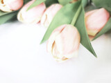 Fototapeta Kwiaty - Różowe kwiaty tulipany tło