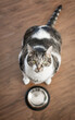 Obese cat begging for food - overfed pet  