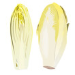 vector-endive-isolated-on-white-background