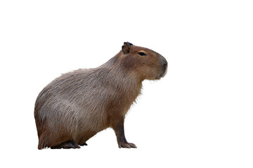 Poster - Capybara isolated on transparent background png file