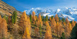 Goldener Herbst im Engadin, Morteratschgletscher, Berninagruppe, Pontresina, Graubünden, Schweiz 